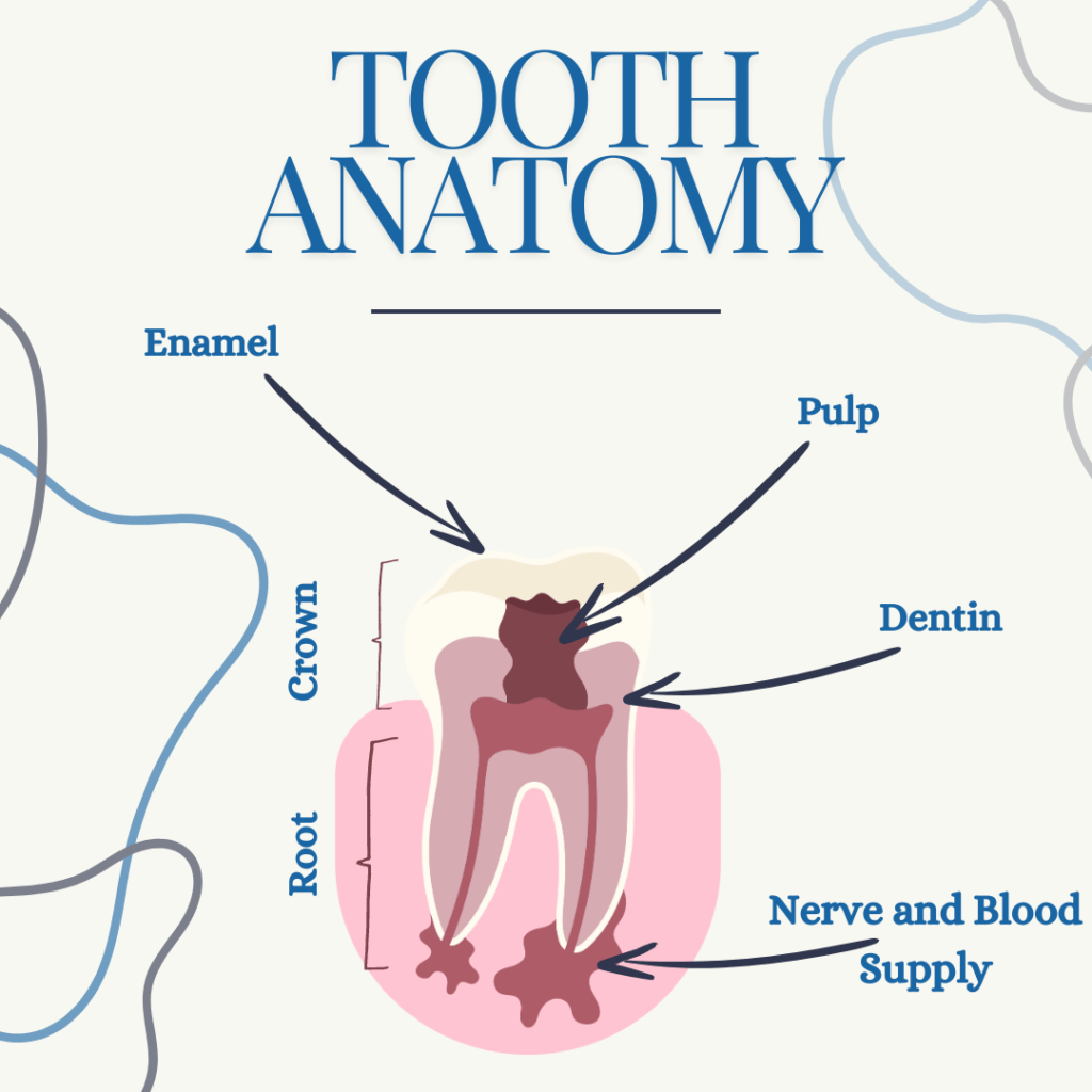 Tooth anatomy